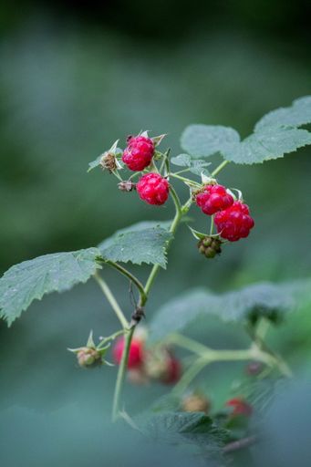 A vertical shot of unripe raspberries in a field with a blurry background