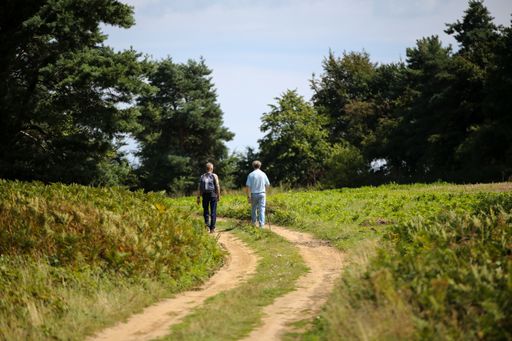 A back view of the two males walking among the greenery at daytime