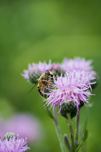 A vertical shot of a bee on knapweed in a field under the sunlight with a blurry background