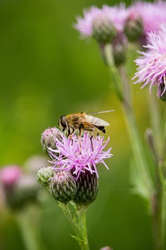 A vertical shot of a bee on knapweed in a field under the sunlight with a blurry background