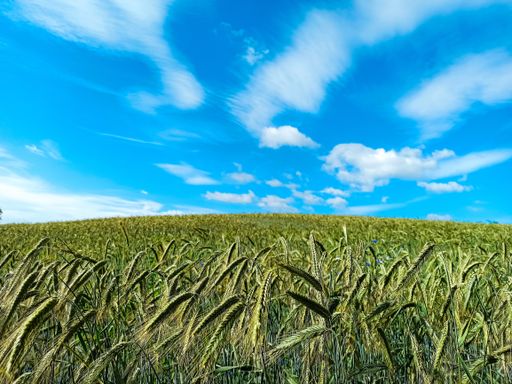 A large green wheat field under the beautiful blue sky and white clouds -perfect for wallpaper