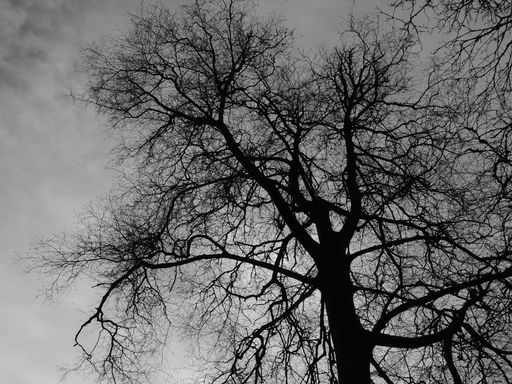 A low angle shot of the dry branches of a tree under a cloudy sky