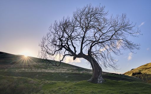 Setting sun on the ridge of the hill behind the Frandy Tree, a characterful old ash tree