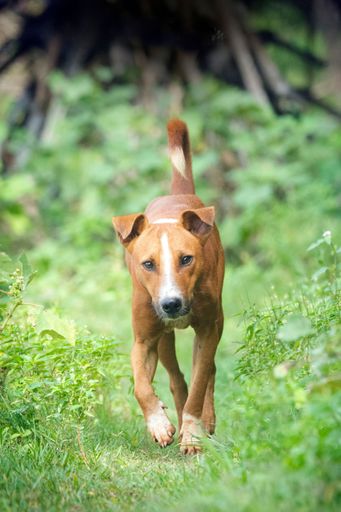 A vertical shot of a cute dog running in a village in Sri Lanka in a blurred background