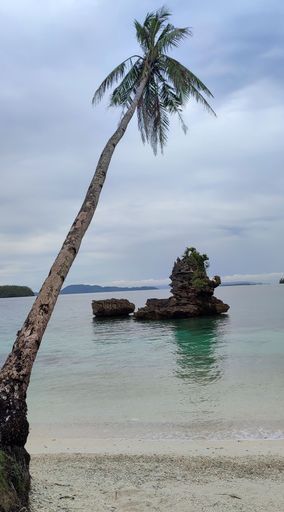 A vertical shot of a palm tree on a sandy beach on an island in the Philippines