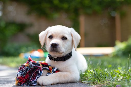 A closeup portrait of a cute little Labrador Retriever