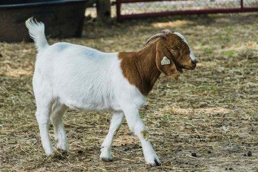 A closeup shot of the small cute goat in the field