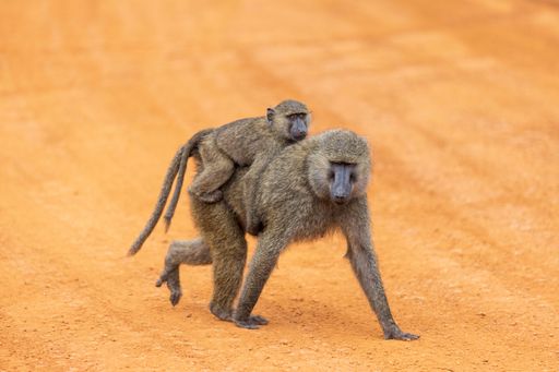 A shallow focus of an olive baboon carrying his baby in safari of Uganda, Africa