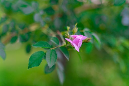 A beautiful macro of a pink rose bud against blurry background