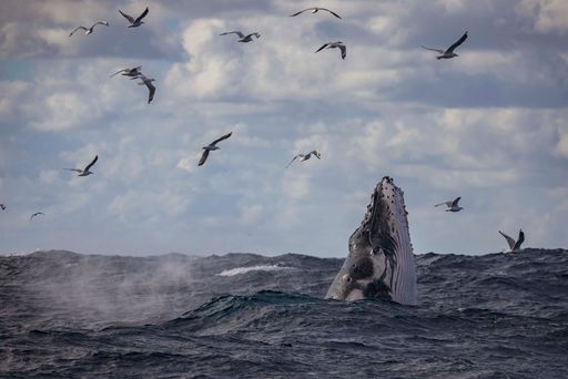Humpback whale exhaling and performing a head lunge with seagulls looking for a feed