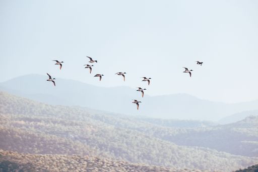A scenic view of a flock of ducks flying high up in a cloudy sky