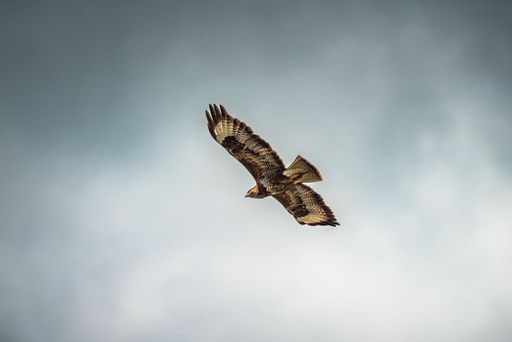 Buzzard in the sky looking for prey