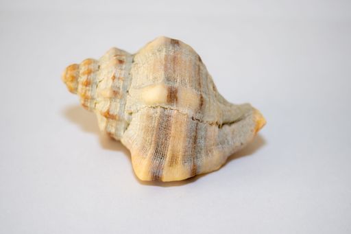 Sea snail with white background isolated