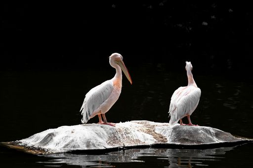 A closeup of two great white pelicans settled on a rock formation on black background