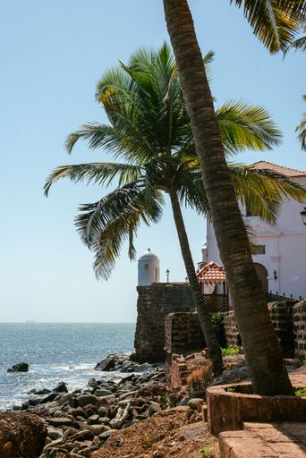 A vertical shot of palm trees on the shore with buildings in the background