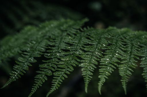 A close-up of a green fern branch in a forest after the rain