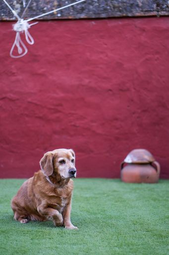 An adorable Golden Retriever sitting quietly on the green grass against a red background