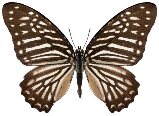 Butterfly species Graphium macareus, trivial name: lesser zebra.