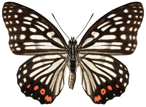Butterfly species Hestina assimilis, trivial name: red ring skirt.