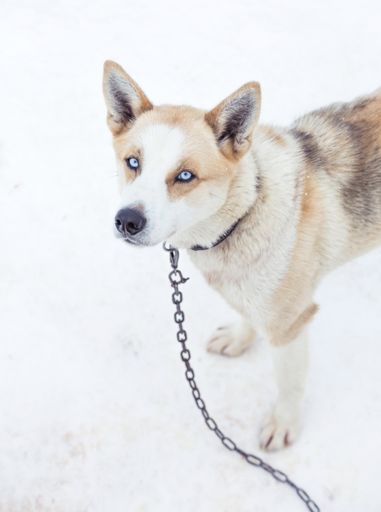 A vertical shot of a cute Sakhalin Husky with beautiful blue eyes in a snowy area