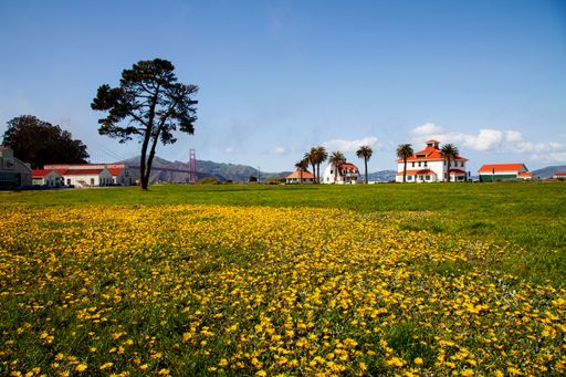 The blue sky over the field with yellow flowers with Golden Gate Bridge seen far away