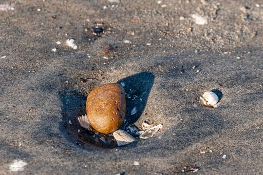 A top view of a big stone and several shells on the wet sand at the beach