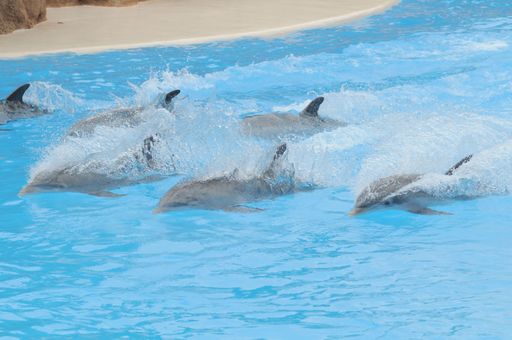 Grey Dolphin on a Very Blue Water in a Park in Tenerife, Spain