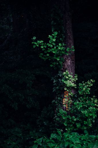 A vertical shot of a plant growing on a tree trunk in the woods.