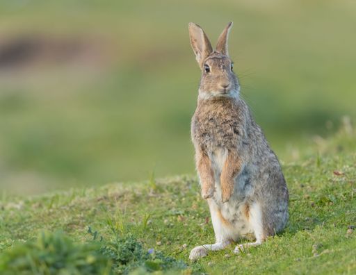 A closeup shot of a cute Chinese hare standing on his back feet on the grass