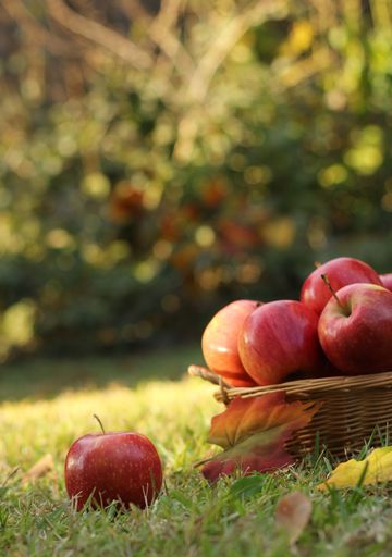 A basket of red apples outdoors in autumn, shallow