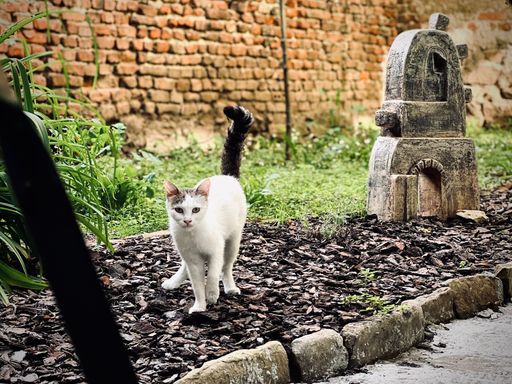 A beautiful shot of a white cat with a black tail on stone ground and a stone bell tower outdoors