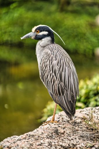 A vertical shot of a beautiful yellow-headed night heron next to a pond in an evergreen park