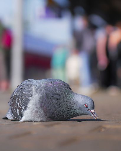 A vertical shot of a blue pigeon eating food on the ground in a park in sunny weather