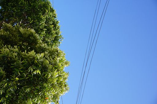 A low angle shot of a tree with a clear blue sky in the background at daytime