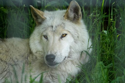 A closeup shot of a beautiful white wolf standing in a green forest