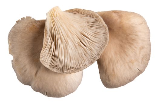 A closeup shot of a fresh ripe white Oyster Mushroom
 isolated on white background