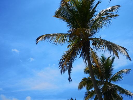 A low angle shot of growing palm trees under a clear blue sky