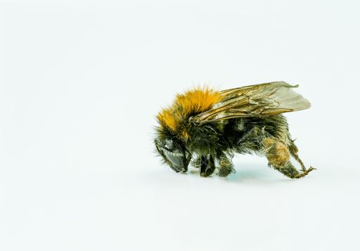 A closeup shot of a beautiful bumblebee isolated on a white background