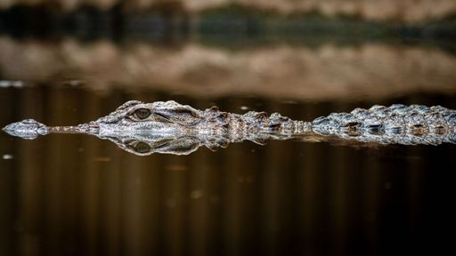 A selective focus shot of an alligator floating in the water trying to be stealthy