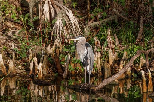 A closeup shot of a Great Blue Heron next to the water in the forest