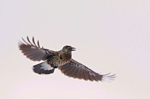 A closeup shot of a spotted nutcracker flying in the air with its wings wide open