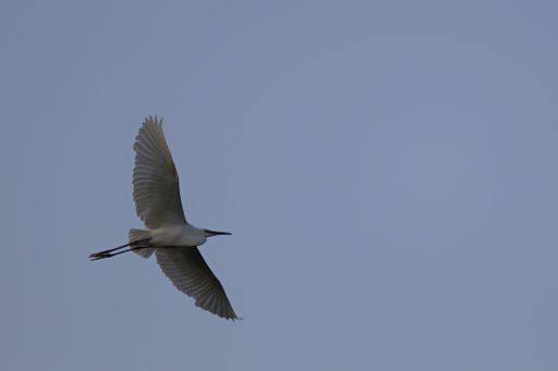 A beautiful shot of great white egret bird flying high in cloudy sky