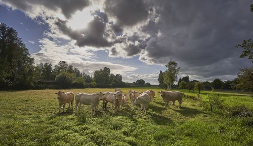 A beautiful shot of white cows on a grassy field with trees under a cloudy sky at daytime