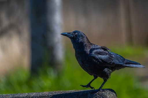 A closeup shot of a black crow on the blurry background