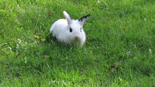 A fluffy white bunny with black marks wandering in the field
