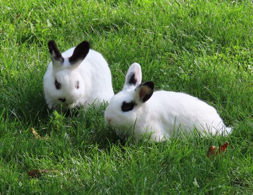 Two fluffy white bunnies with black marks wandering in the field