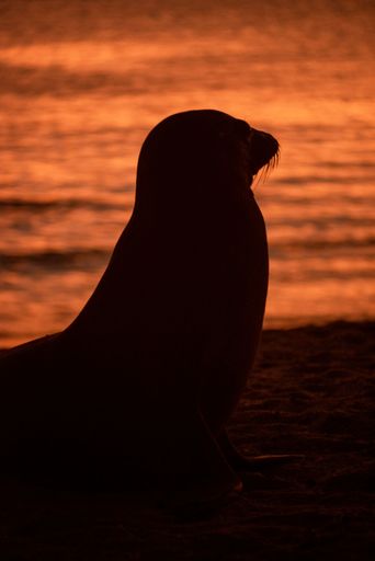 A silhouette of a sea lion during sunset over the Pacific Ocean in the Galapagos Islands