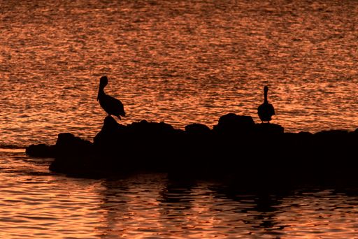 A couple of silhouettes of pelicans during sunset over the Pacific Ocean in the Galapagos Islands