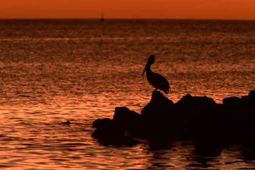 A silhouette of a pelican during sunset over the Pacific Ocean in the Galapagos Islands