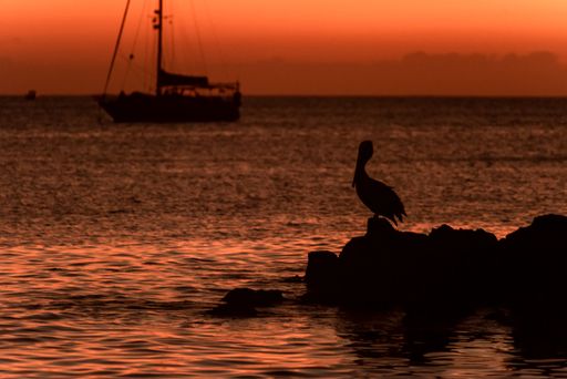 A silhouette of a pelican during sunset against a background of a ship over the Pacific Ocean in the Galapagos Islands
